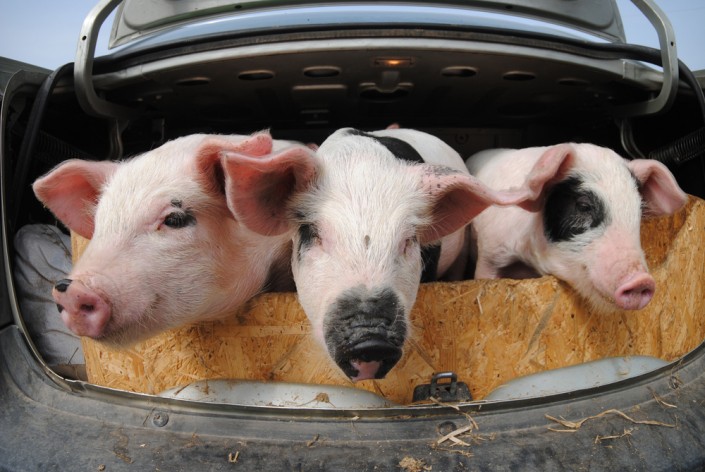 pigs-car - Fuel Freedom Foundation